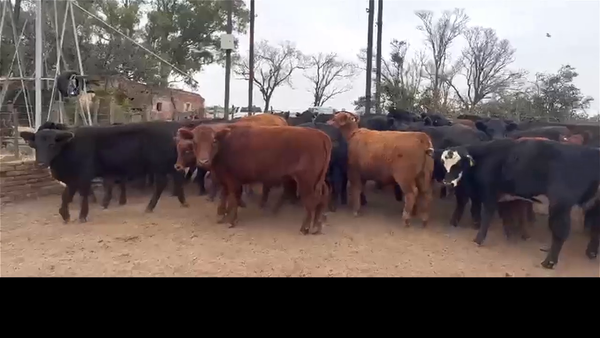 Lote 68 novillitos
