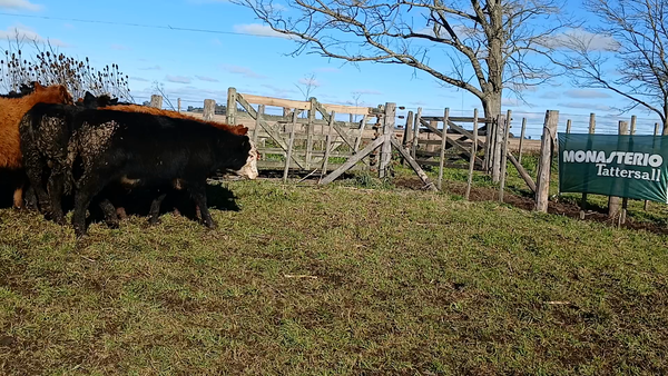 Lote 26 Novillitos en Rauch