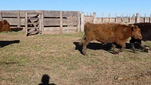 Lote 108 Terneros en Tres Arroyos