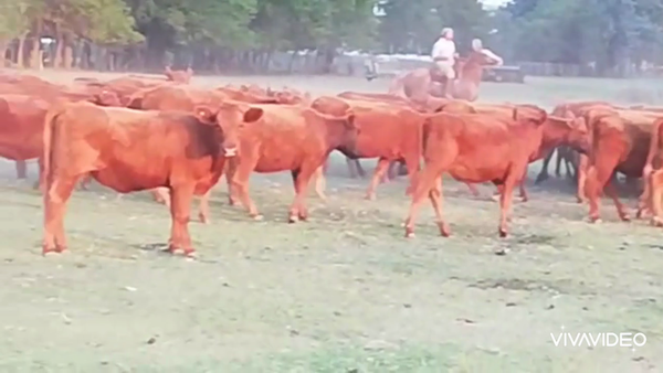 Lote 60 Terneras en Casalins, Buenos Aires