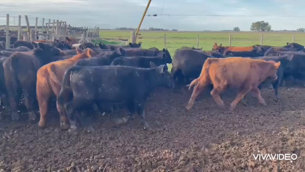 Lote 60 Terneros en La Plata, Buenos Aires