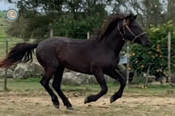 Lote REY DEL MONTE MOLLES