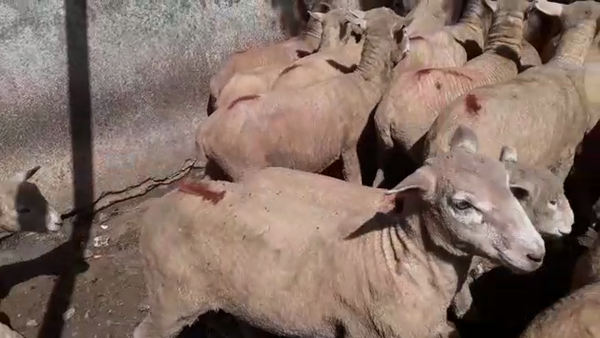 Lote 85 Corderos y Ovejas Polanco