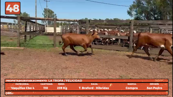 Lote LOTE 48
