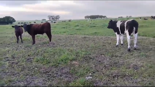 Lote (Vendido)3 Terneros HOLANDO Y CRUZAS 200kg -  en LA CASILLA