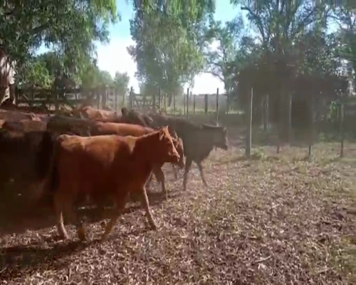 Lote 30 Terneros/as en Gral. Paz, Buenos Aires