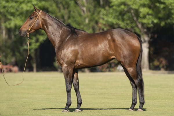 Lote U. BOLICHERA - T/E (DOLFI E01 CURA - CLON - DOLFINA B02 CUARTETERA - CLON)