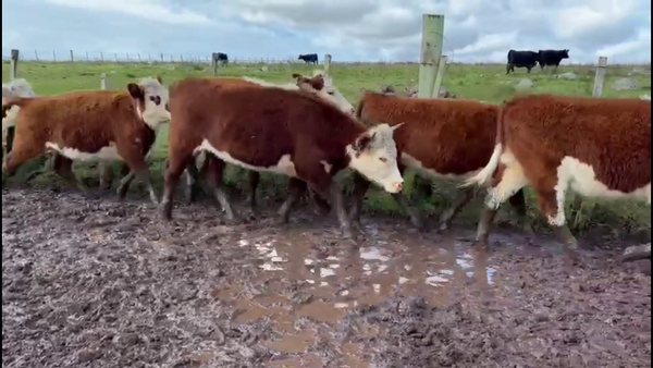 Lote NOVILLOS Y VAQUILLONAS 1-2