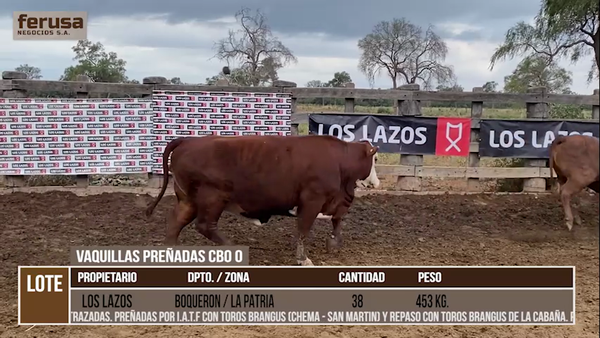 Lote LOTE 30 - 38 VAQUILLAS PREÑADAS CBO 0