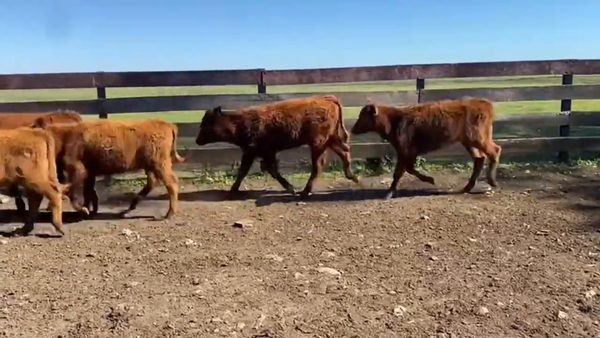 Lote Terneras