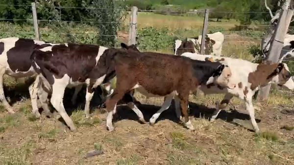 Lote 13 Terneros 120kg - , San José