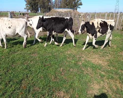 Lote VAQUILLONAS PREÑADAS