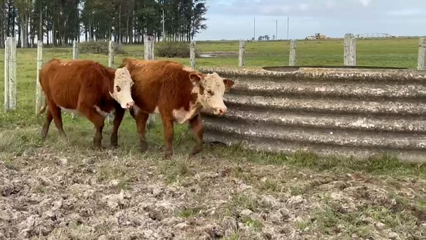 Lote 3 Vaquillonas 1-2 Polled Hereford PI Entoradas Orden 3