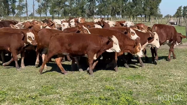 Lote 112 Terneras en Corrientes, Perugorría