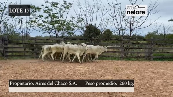 Lote Expo Nacional Terneras - Lote 17