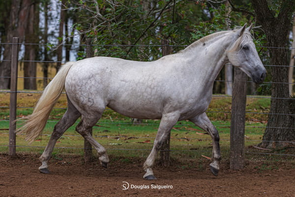 Lote GALOPERA DE LA COLINA