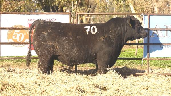 Lote TOROS ANGUS NEGROS  PC