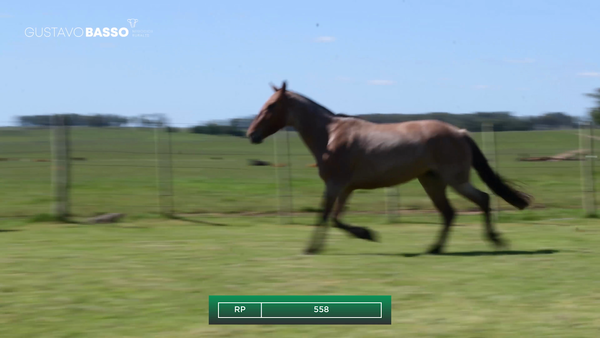 Lote Yegua, Cerro Largo