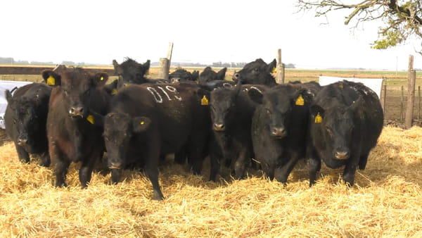Lote Vaquillonas PC Negras Preñadas