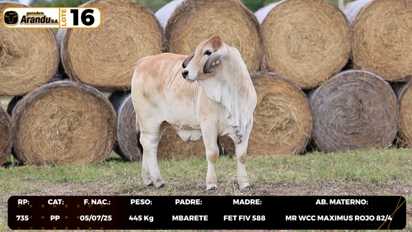 Lote LOTE 16