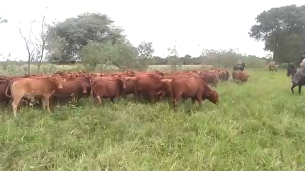 Lote 100 Vaquillonas en Pirané, Formosa