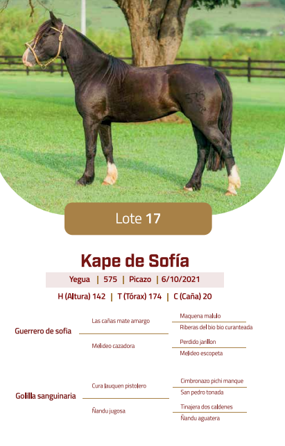 Lote LOTE 17