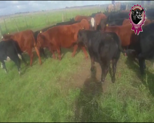 Lote 86 Terneros de 190 Kg