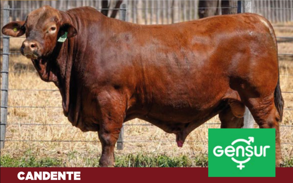 Lote PAQUETE 10 DOSIS