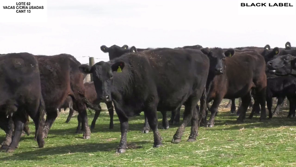 Lote VACAS CON CRIA BLACK LABEL