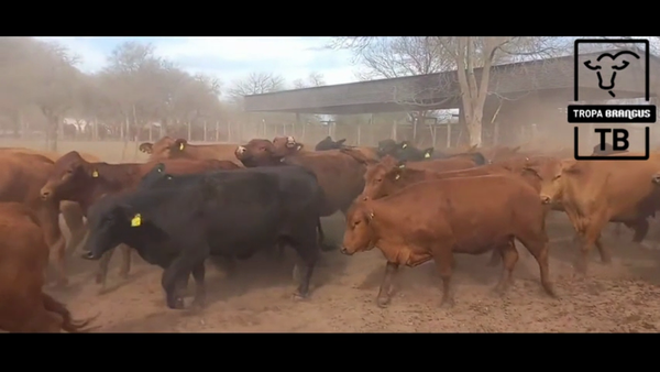 Lote 50 Vacas nuevas preñadas en Salta, El Tala