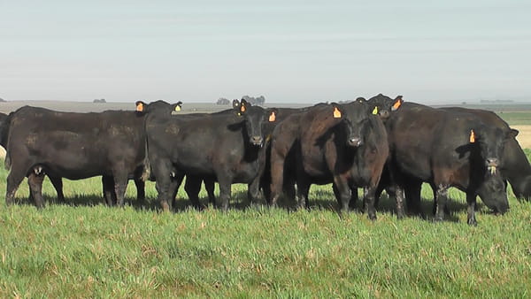 Lote VACAS A. ANGUS NEGRAS MAS  C/ GTIA DE PREÑEZ PARICION PRIMAVERA