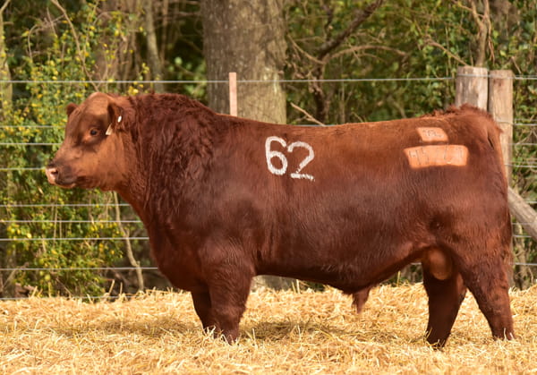 45261 — TOROS ANGUS PC