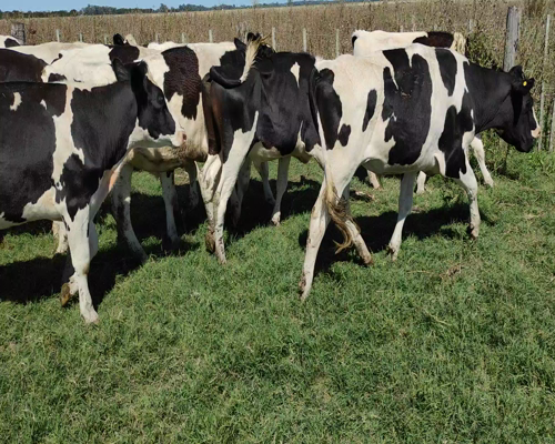 Lote 18 Novillitos en Brandsen, Buenos Aires