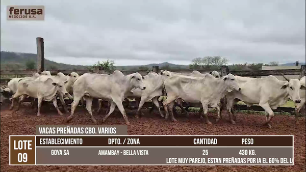 Lote LOTE 9