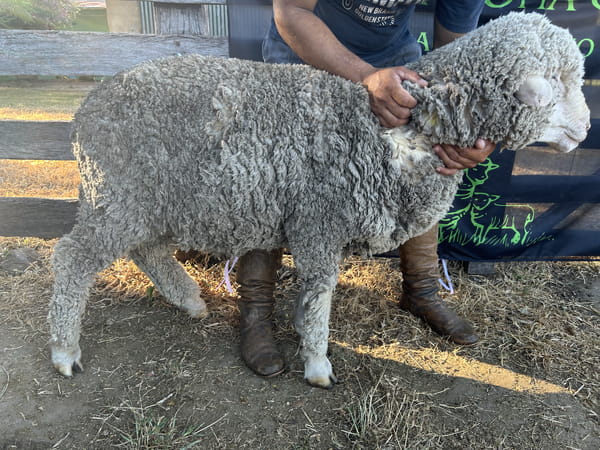 Lote Borrego 4/6D (MO: Si)