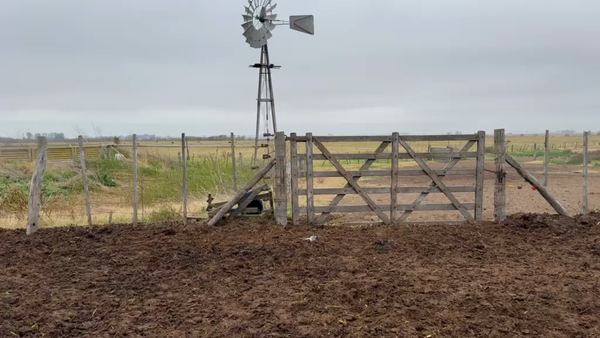 Lote 35 Vacas usadas preñadas