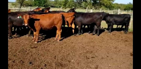 Lote 15 Terneras en Villaguay, Entre Ríos