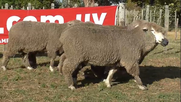 Lote 5 carneros 2 dtes MO 074-294-071-297-264