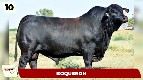 Lote LOTE 10