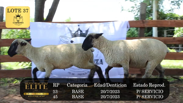 Lote LOTE 37