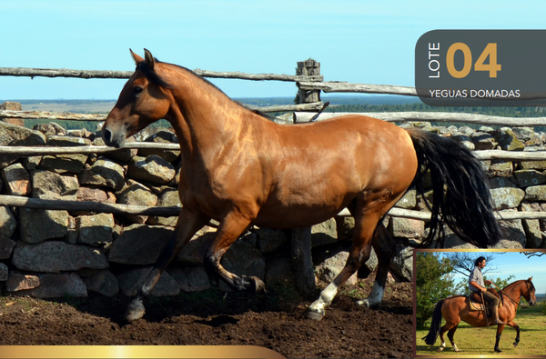 Lote Aquerenciada Batahola