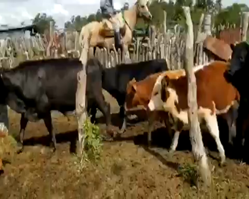 Lote 59 Terneros en Chajarí, Entre Ríos