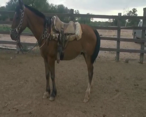 Lote Lote 10 Caballos  y Potros