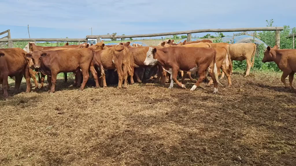 Lote 30 Novillos Cruzas en Sunchales, Santa Fe