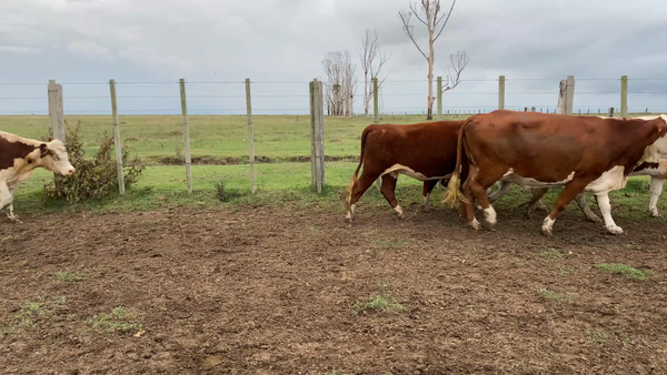 Lote 74 Vientres preñados en Treinta y Tres