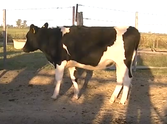 Lote 8 Vaquillonas en Esperanza, Santa Fe