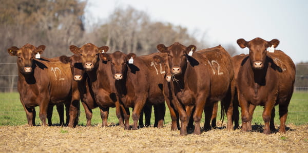 Lote VAQUILLONAS ANGUS PC PARICION PRIMAVERA