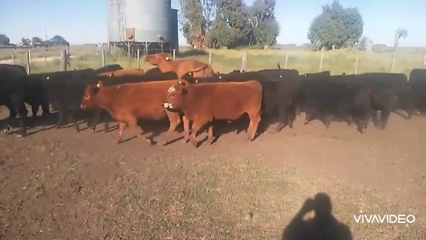 Lote 56 Terneros/as en Benito Juárez, Buenos Aires