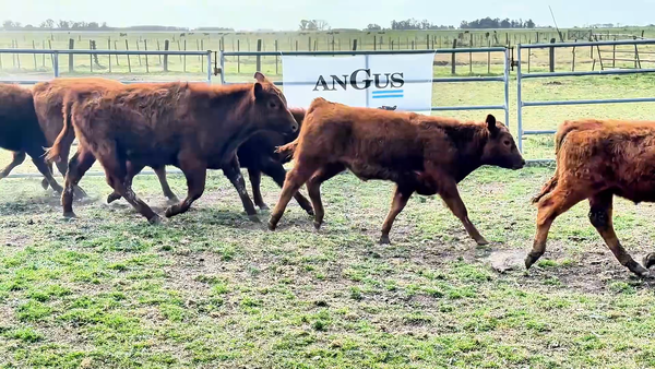 Lote 20 Terneros