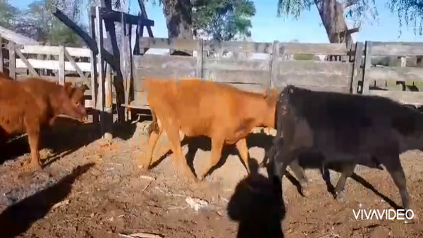 Lote 55 Terneros/as en Gral. Las Heras, Buenos Aires